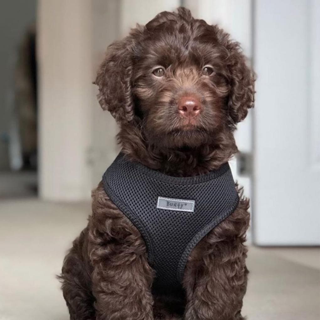 Mesh best sale puppy harness