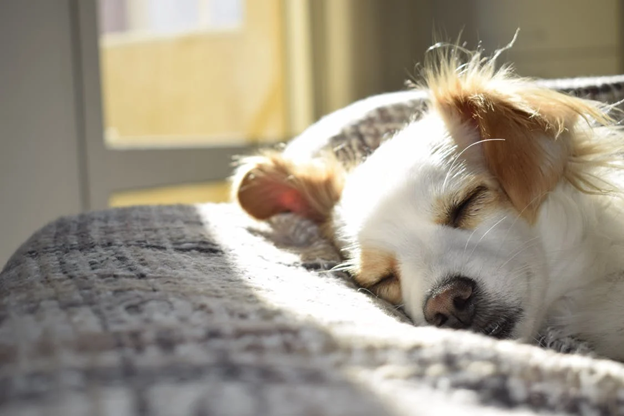 How To Transition From Crate To Dog Bed