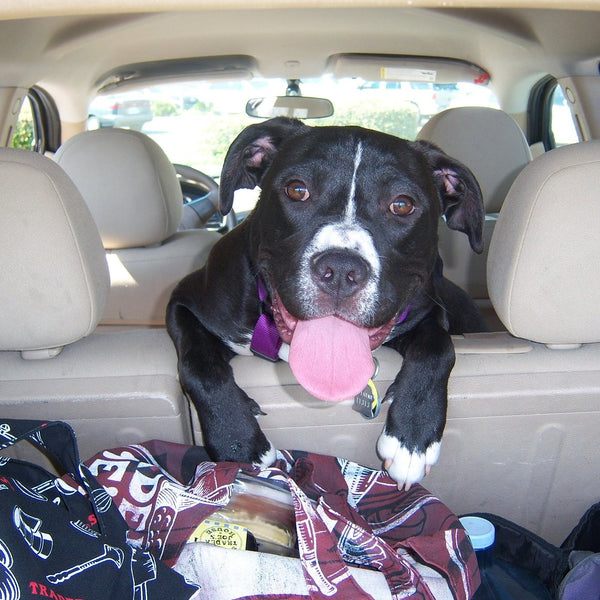 Dog shops boot seat belt